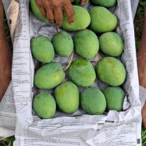 হিমসাগর আম (১০ কেজি)