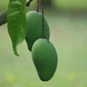 আম্রপালি আম (১০ কেজি)